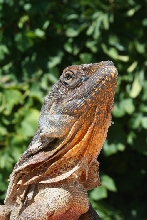 Male Aussy Frill
