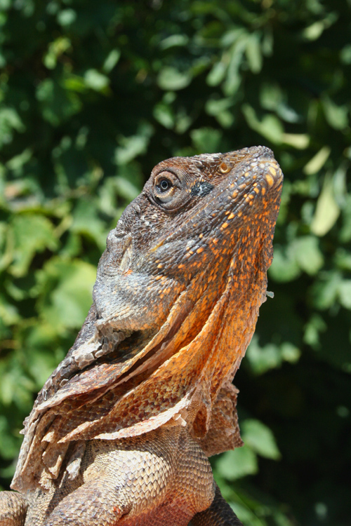 Male Aussy Frill