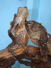 Aussy Frill pair