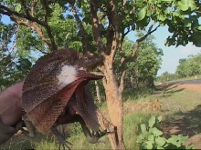 Northern Territory Frilly. (Kakadu)