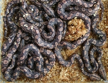 Baby Boas