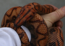 Rainbow Boa female