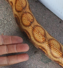 rainbowMale