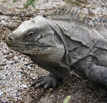 ricordi on Isla Cabritos (Male)