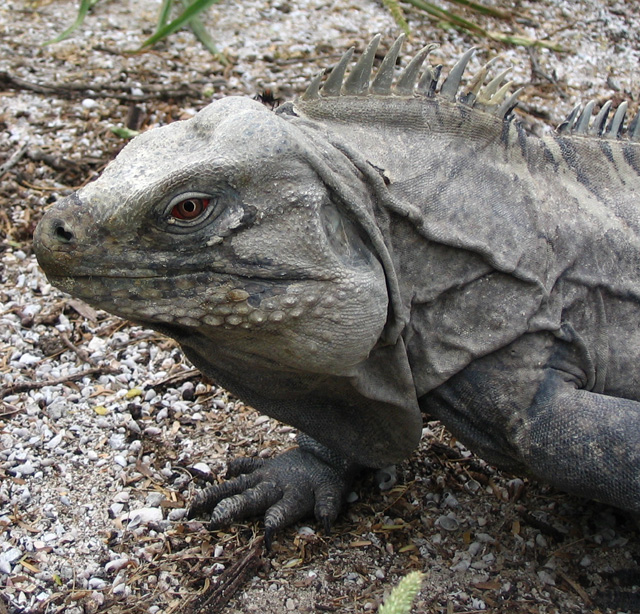 ricordi on Isla Cabritos (Male)