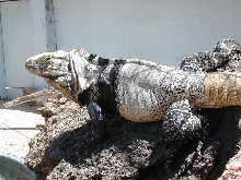 Male San Esteban Island Iguana