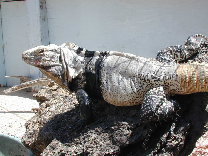 Male San Esteban Island Iguana