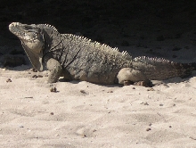 Adult male cyclura