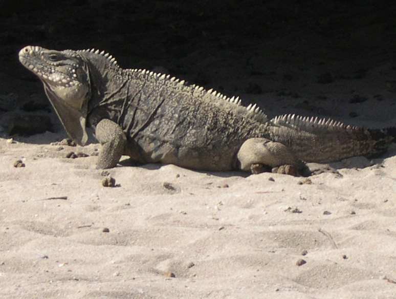 Adult male cyclura