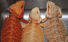 09 Trio