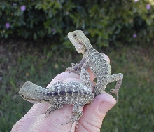 Couple young Australian water dragons