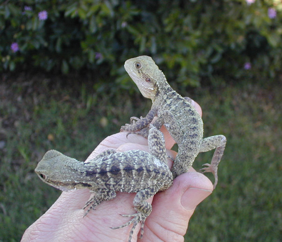 Couple young Australian water dragons