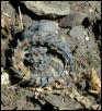 A real armadillo lizard