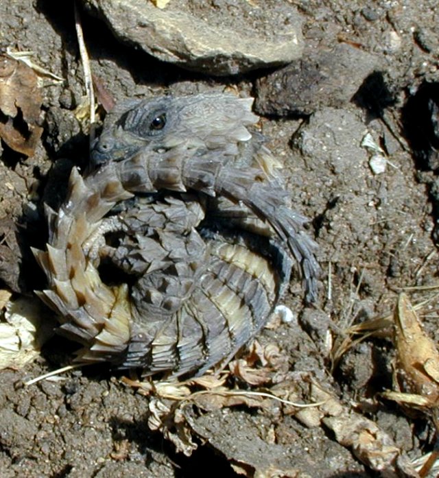 A real armadillo lizard