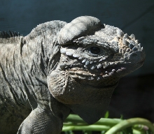 Rhino iguana pic