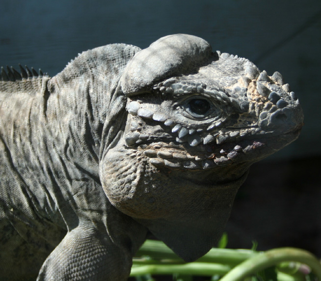 Rhino iguana pic