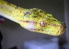 cypris