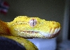 biak... yellow
