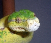 flekk head