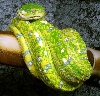 snakes in new cage