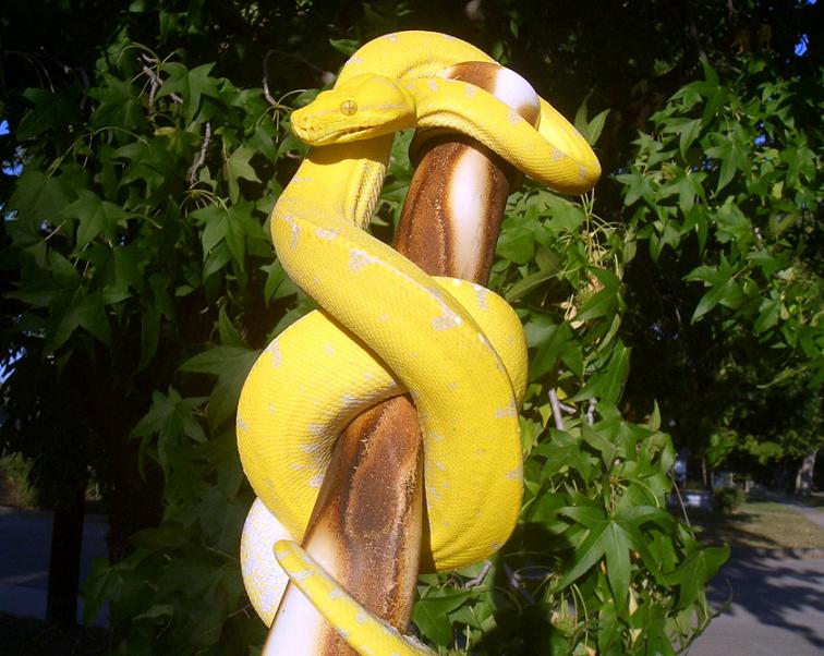 yellow
