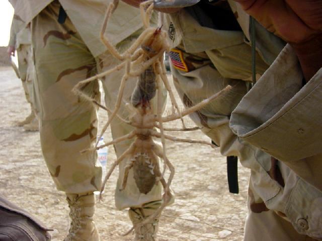spider
