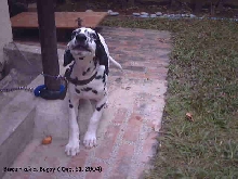 biscuit