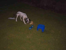 sniffing around the yard