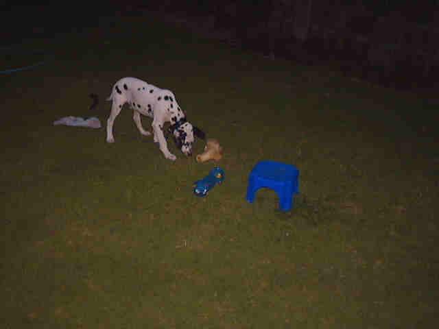 sniffing around the yard