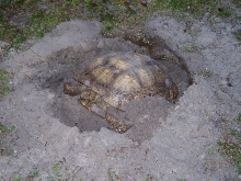 20" Sulcata layin eggs