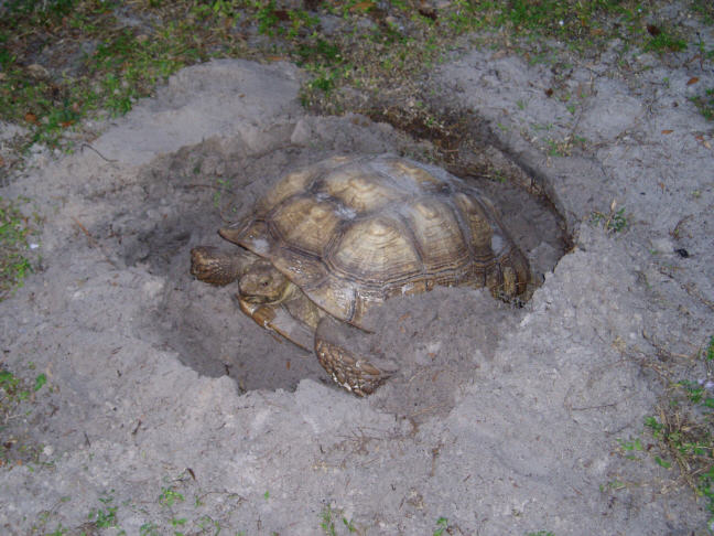 20" Sulcata layin eggs