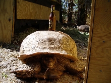 30"  male sulcata