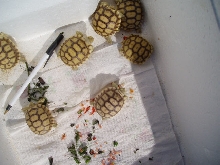hatchlings