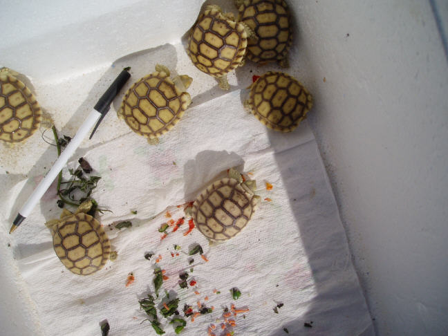hatchlings