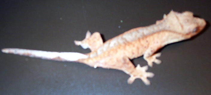 Lefty