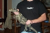 pregcroc1