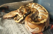 Baby Bangka Male