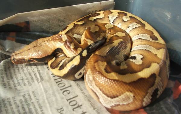 Baby Bangka Male