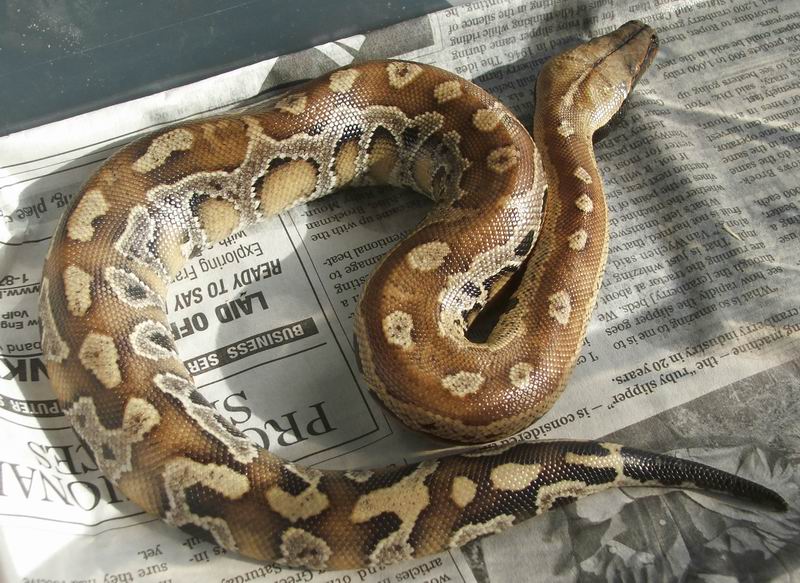 Baby Bangka Female