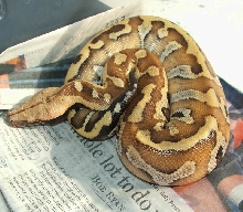Baby Bangka Male