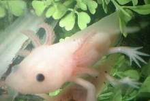 axolotl 1