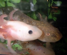 axolotl2