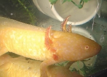 axolotl3