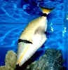 Blackbelly Triggerfish