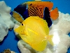 Bluegirdled Angelfish and Yellow Tang