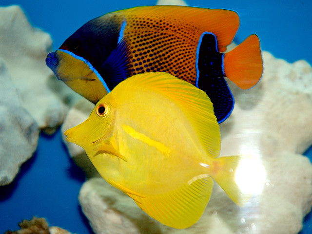 Bluegirdled Angelfish and Yellow Tang