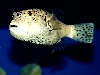 Cube Boxfish