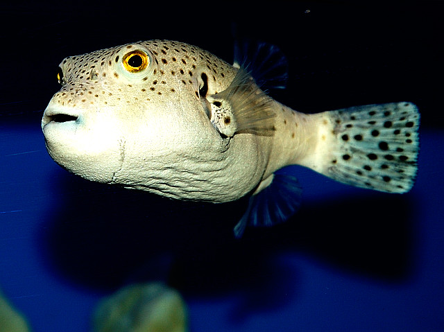 Cube Boxfish