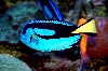 Where's Nemo?