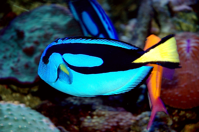 Where's Nemo?